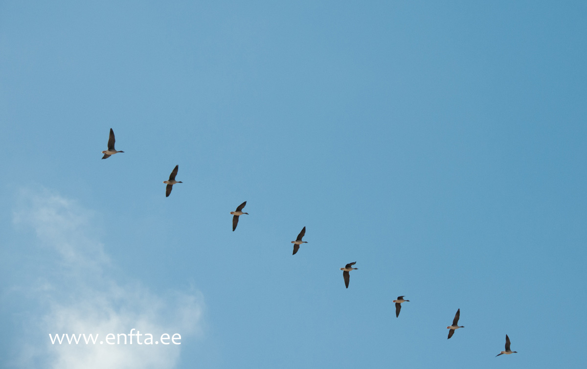 Many moving targets flew over, but thats another competition